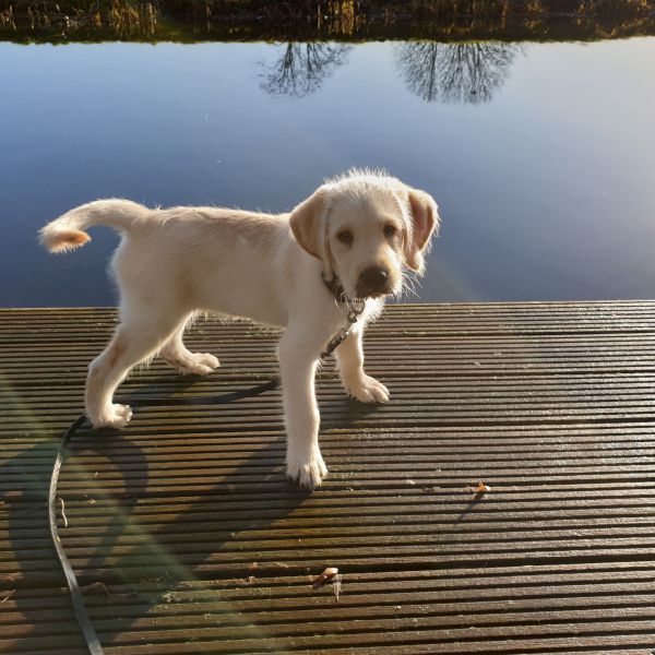 Hond uit Nieuwveen zoekt een Hondenoppas