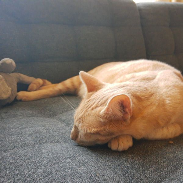 Kattenoppas Y uit Amsterdam