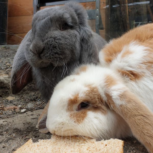 Pip & Binky uit Nuenen zoekt een Knaagdierenoppas