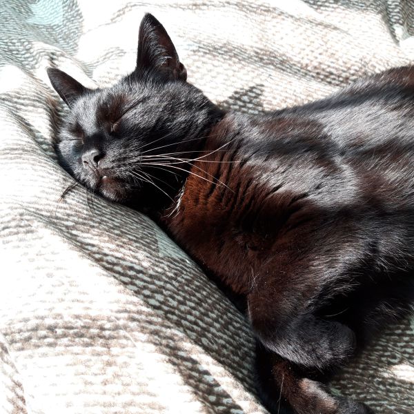 Pita Lita uit Hoofddorp zoekt een Kattenoppas