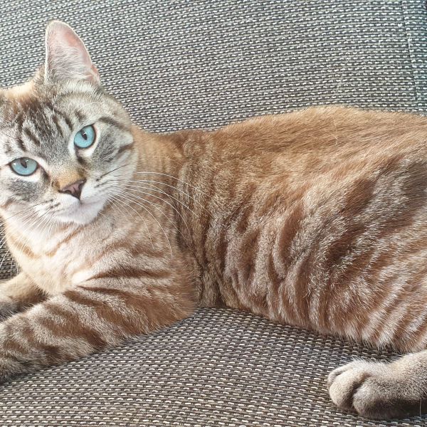 Yeti, Soes, Droppie uit Nieuw-Vennep zoekt een Kattenoppas