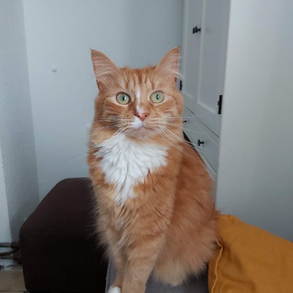 Jack uit Den Haag zoekt een Kattenoppas