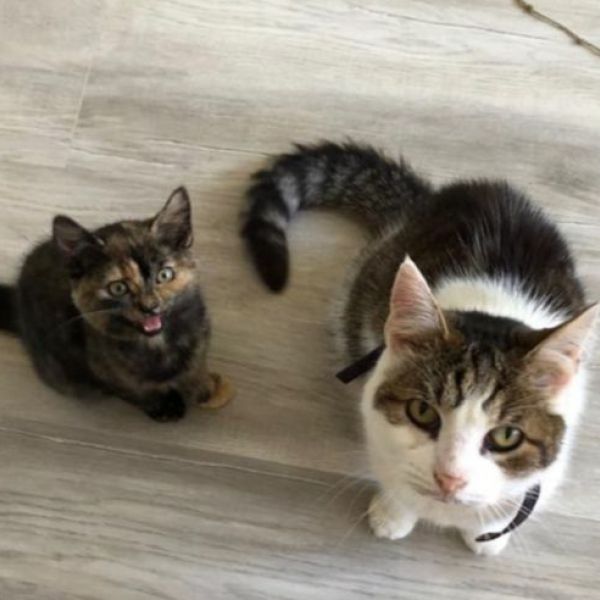 Kattenoppas Crista uit Bergen Op Zoom