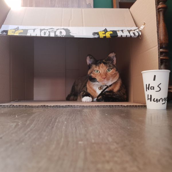 Jaxx, Charlie uit Kampen zoekt een Kattenoppas