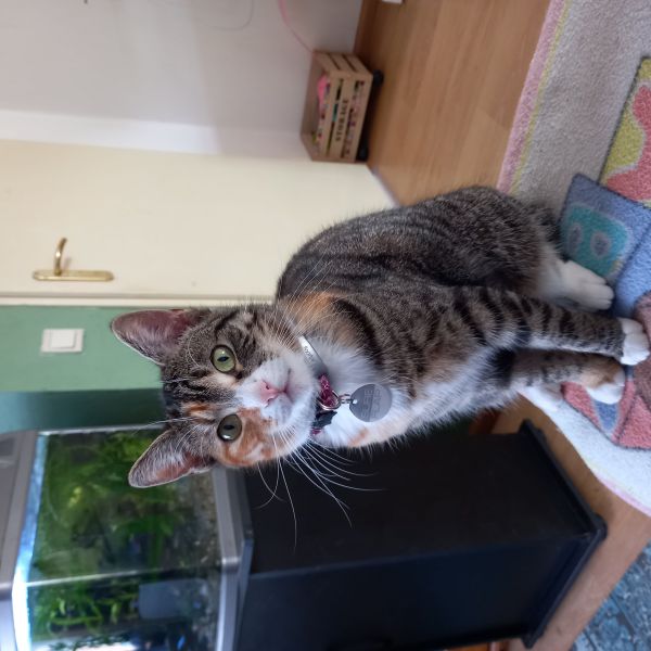 Huisdierenoppas Elly uit Terneuzen