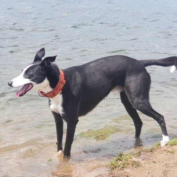 Speedy, Peppie uit Deventer zoekt een Hondenoppas