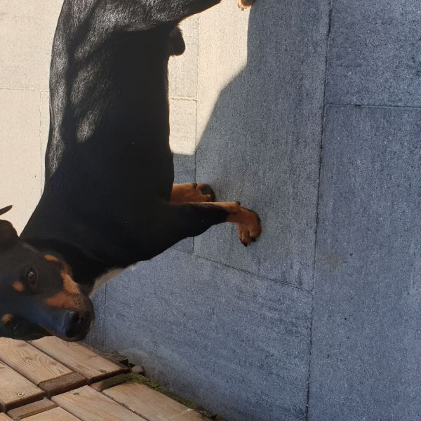 Kenzo uit Arnhem zoekt een Hondenoppas