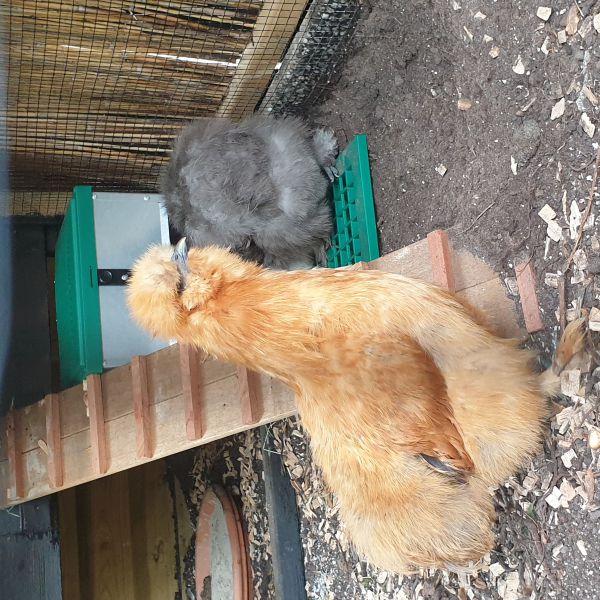 Kippies uit Rotterdam zoekt een Boerderijoppas
