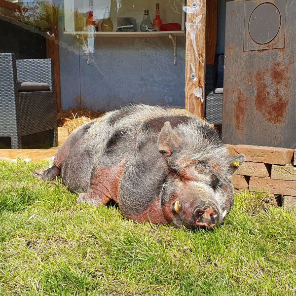 Herman uit Maasdam zoekt een Boerderijoppas