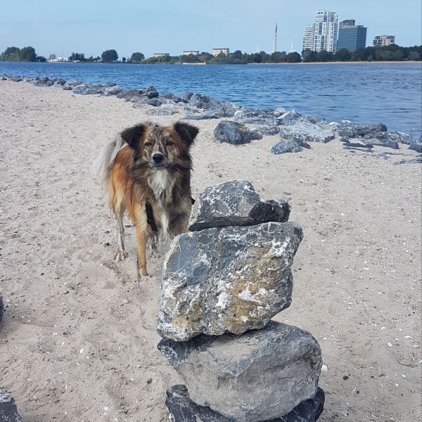 Ingrid uit Almere zoekt een Hondenoppas