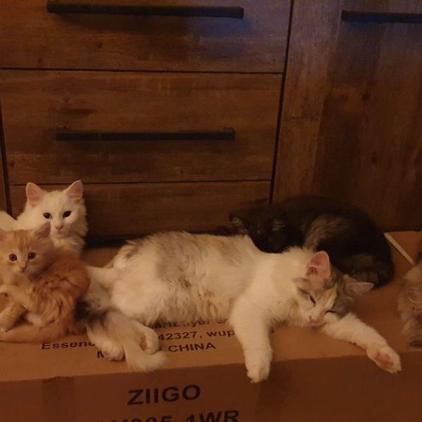 Loki uit Vianen zoekt een Kattenoppas