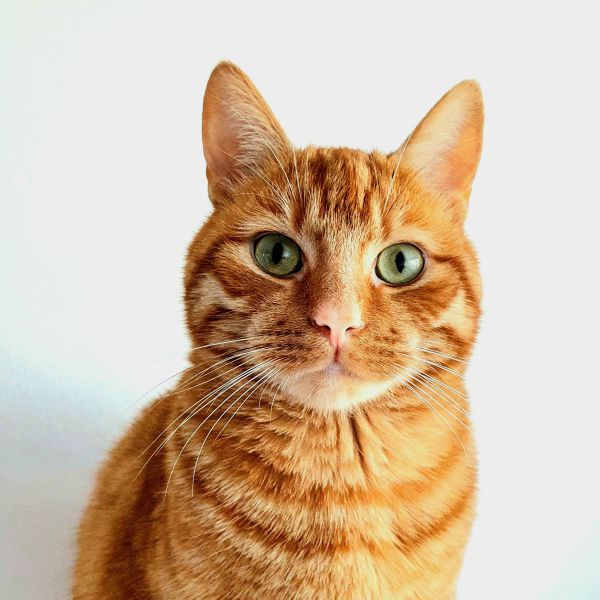 Lio, Maya uit Emmeloord zoekt een Kattenoppas