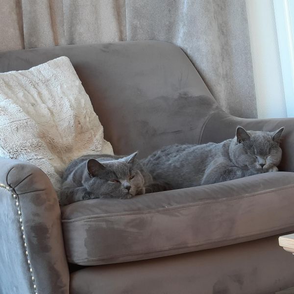 Guusje, Maud uit Harderwijk zoekt een Kattenoppas