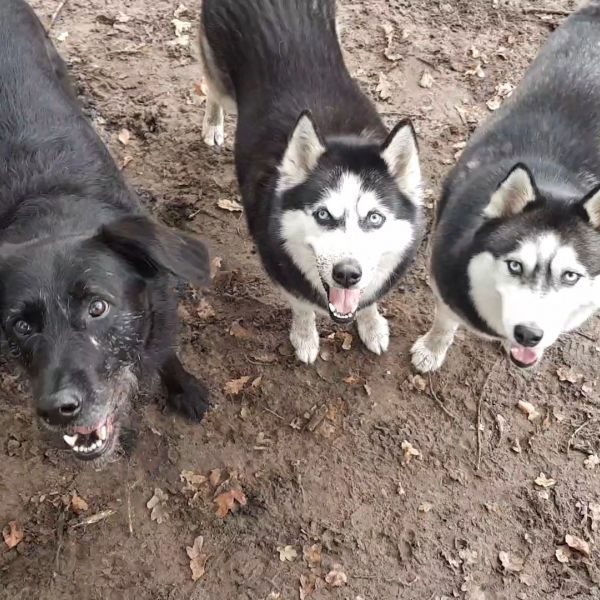 Hondenoppas Marieke uit Den Burg