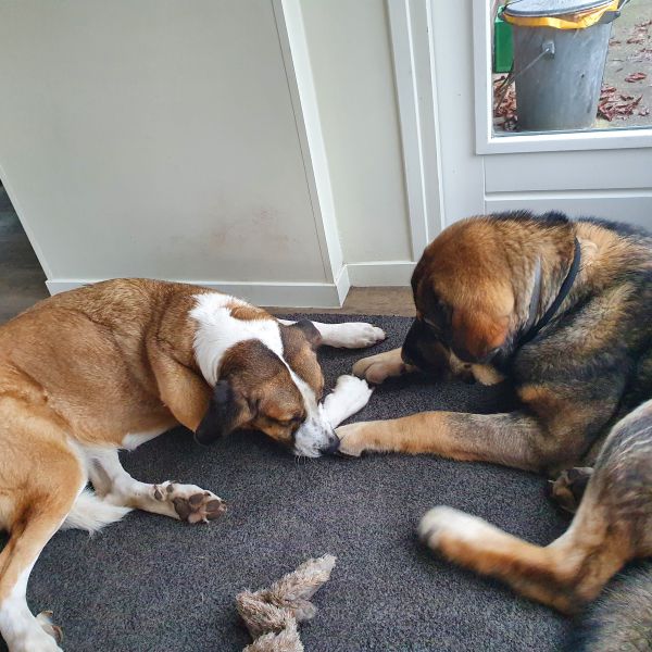 June, Beertje uit Volkel zoekt een Hondenoppas