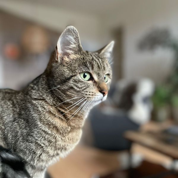 Billy, Noes uit Oentsjerk zoekt een Kattenoppas
