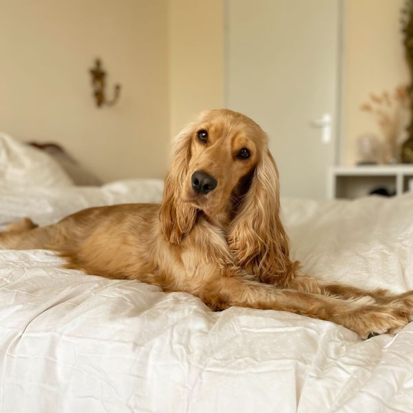 Faye, Beertje, Loki uit Nieuwegein zoekt een huisdierenoppas