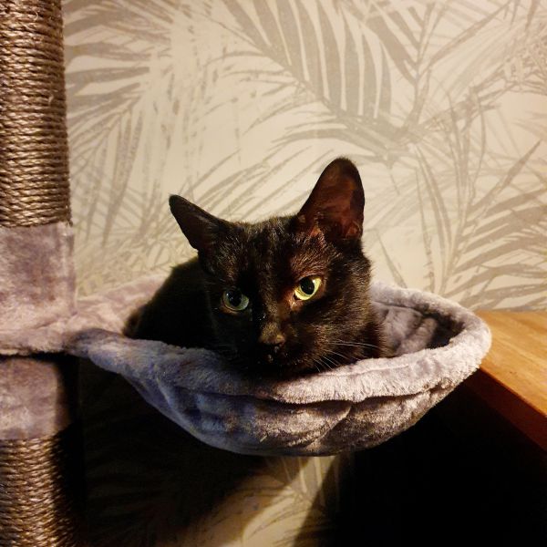 Dotje uit Andijk zoekt een Kattenoppas