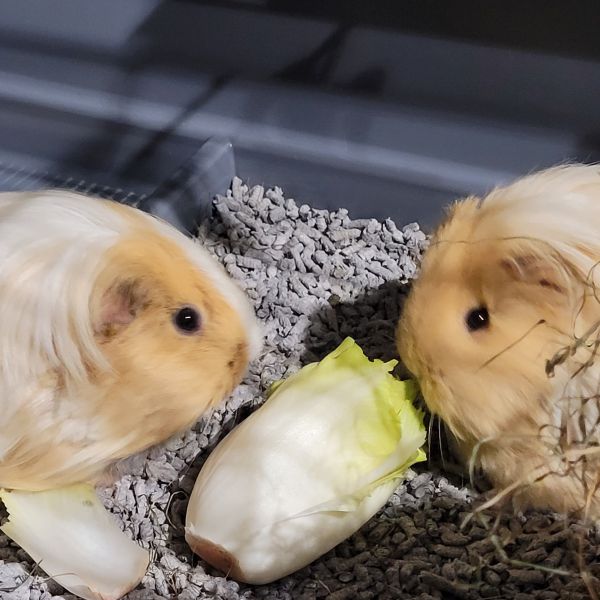 Huisdierenoppas Marjon uit Heerenveen