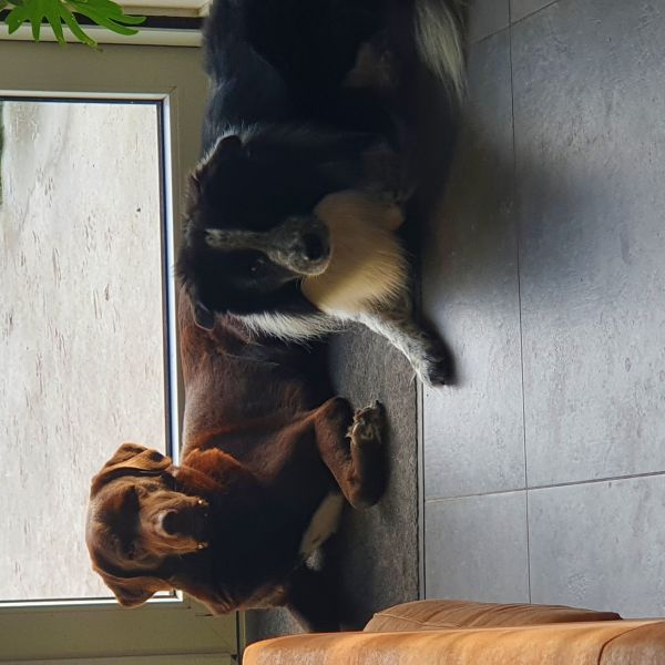 Ollie en Dux uit Hapert zoekt een Hondenoppas
