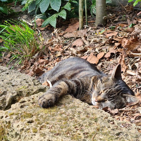 Nora uit Helvoirt zoekt een Kattenoppas