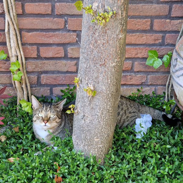 Tuk Tuk uit Nootdorp zoekt een Kattenoppas