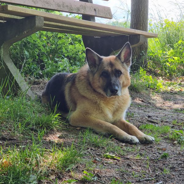 Ayla uit Beek Gem Montferland zoekt een Hondenoppas