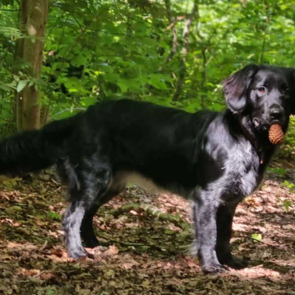 Lieve uit Alkmaar zoekt een Hondenoppas