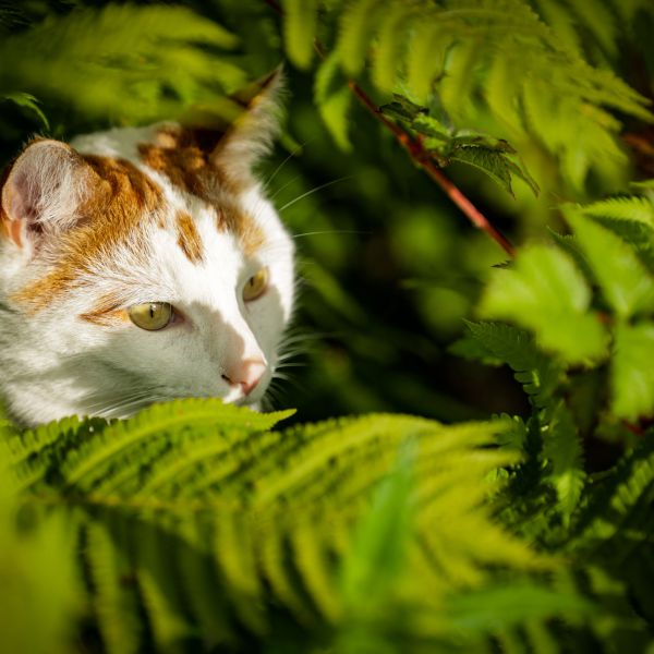 Mojo, Simmie uit Noord-Scharwoude zoekt een Kattenoppas