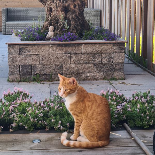 Dikkie uit Waddinxveen zoekt een Kattenoppas