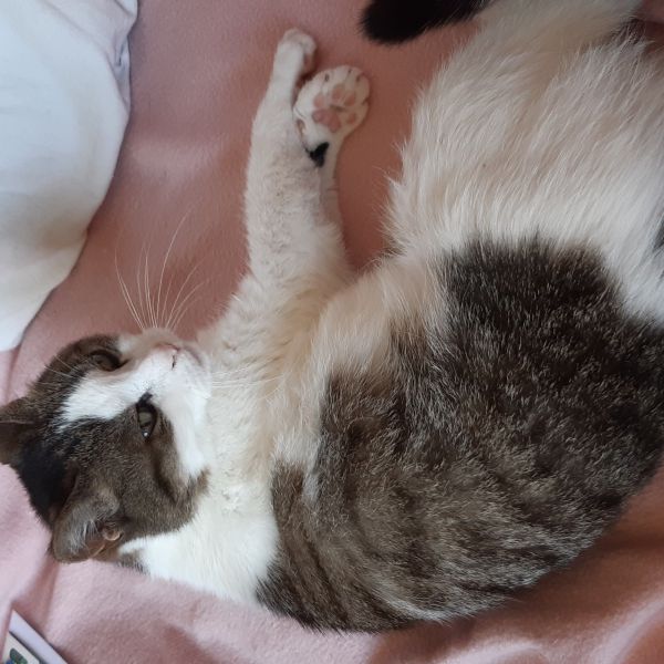Siep uit Vlissingen zoekt een Kattenoppas