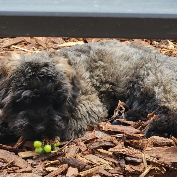 Charlie, Charlie, Charlie uit Breda zoekt een Hondenoppas