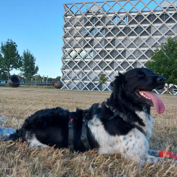 Kaya, Coco uit Bennekom zoekt een huisdierenoppas