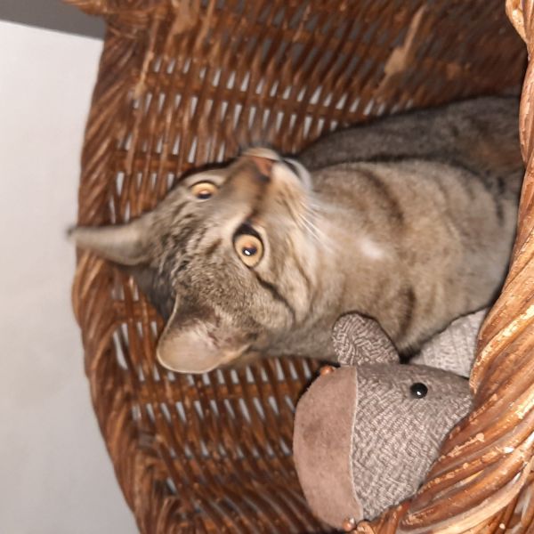 Mijnheer Joep uit Krimpen Aan Den Ijssel zoekt een Kattenoppas