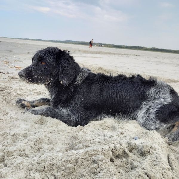 Fietje (Sofie) uit Velp zoekt een Hondenoppas