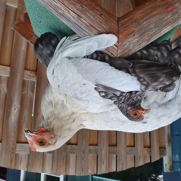 Roos (grote) met 1 van de 2 krieltjes (Tup) uit Apeldoorn zoekt een Vogeloppas