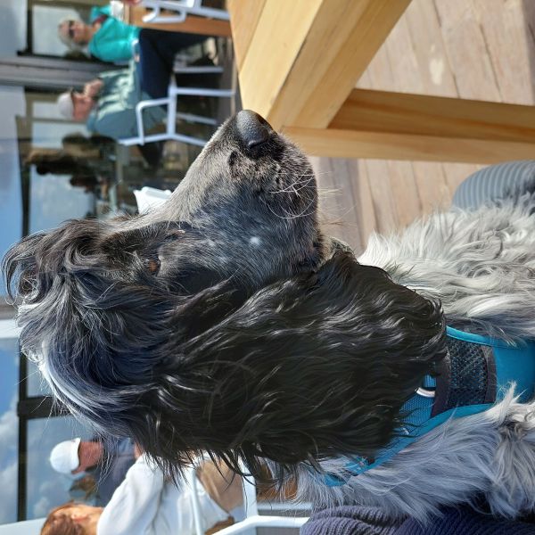 James, C.J. Leeuwenburgh uit Wageningen zoekt een Hondenoppas