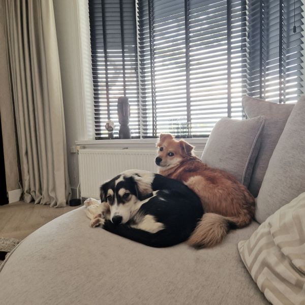 Winny, Mowgli uit Westzaan zoekt een Hondenoppas