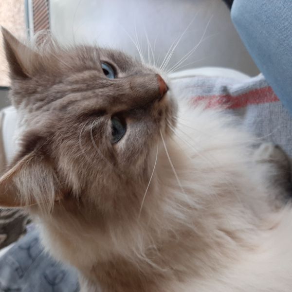 Joep uit Vlissingen zoekt een Kattenoppas