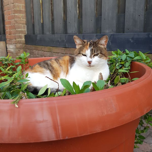 Spooky uit Geldrop zoekt een Kattenoppas