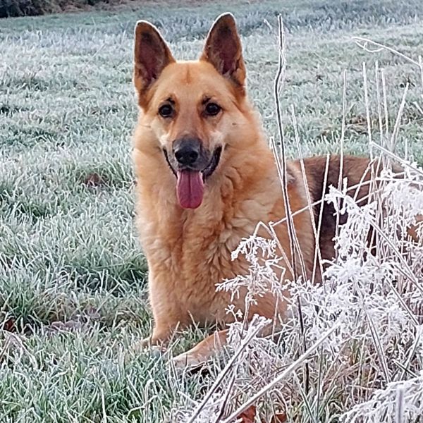 Ronja uit Anloo zoekt een Hondenoppas