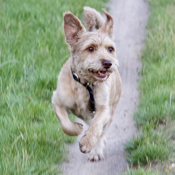 Ziggy, Raf uit Stokkum zoekt een Hondenoppas