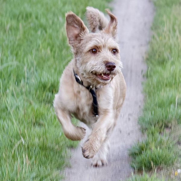 Ziggy, Raf uit Stokkum zoekt een Hondenoppas