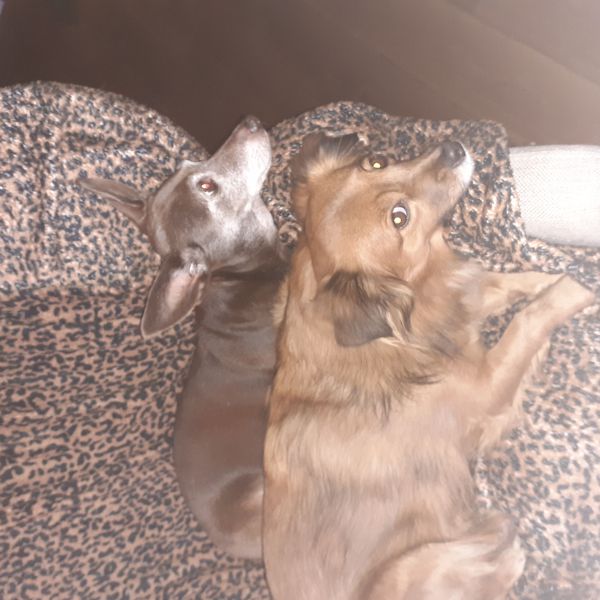 Tina en Floortje, Bella en Queenie, Peppo uit Kallenkote zoekt een huisdierenoppas