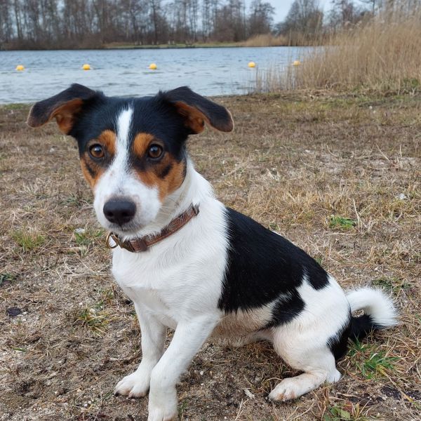 Lana uit Ankeveen zoekt een Hondenoppas