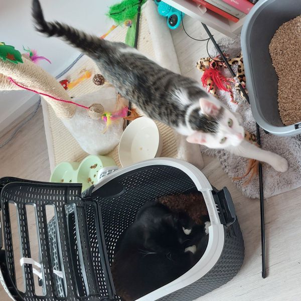 Puma en Muffin, Boris uit Nijmegen zoekt een Kattenoppas