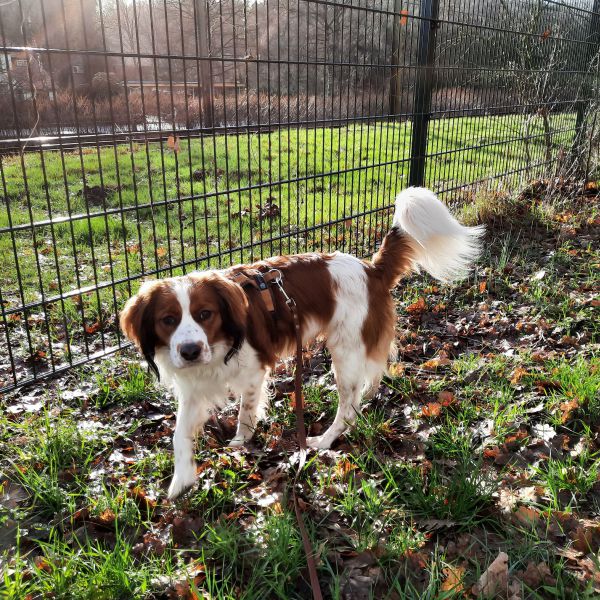 Bruno uit Oosterbeek zoekt een Hondenoppas