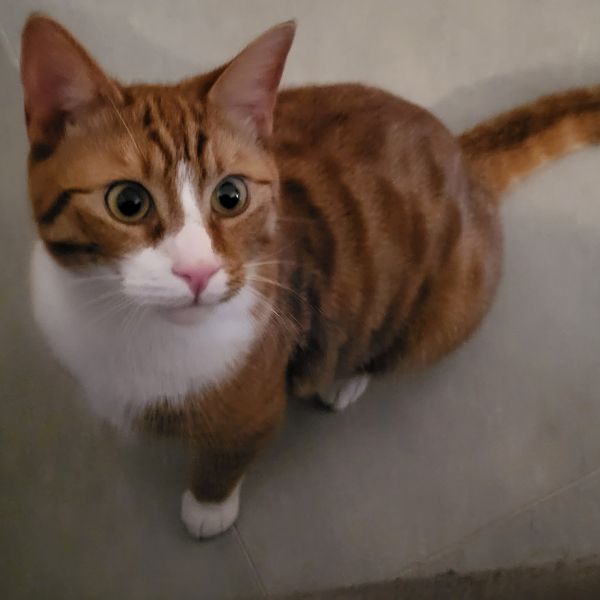 Nacho, Sabi uit Maastricht zoekt een Kattenoppas