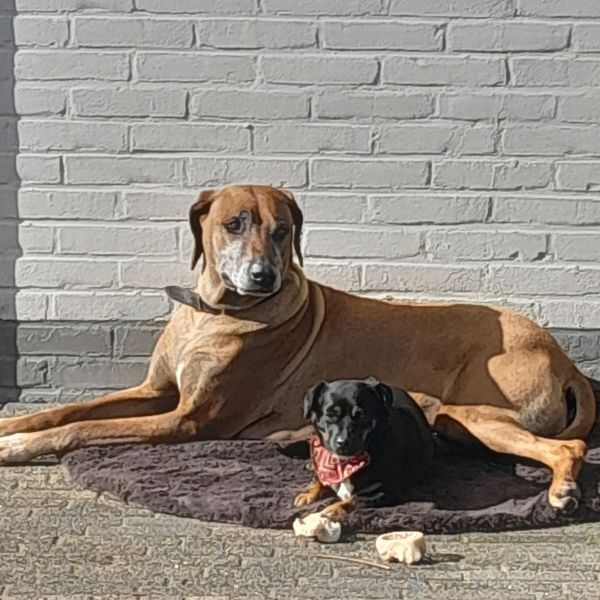 Rakker en Roxy uit Wagenberg zoekt een Hondenoppas