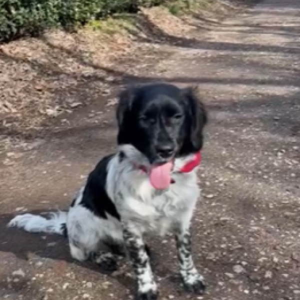 Boukje uit Blaricum zoekt een Hondenoppas